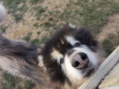 -趣玩宠物乐园寄养训犬训狗游泳池