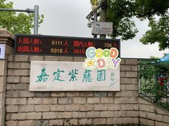 -嘉定紫藤园