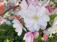 -海棠花溪(元大都城垣遗址公园)