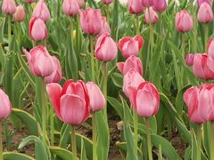 -长春公园(普阳街道)