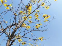 -芒洲湿地公园