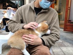 -柯斗斗主题餐厅·狗咖·围炉煮茶·茶饮(国瑞升平里店)