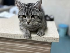 -动物缘宠物医院·骨科·猫科(西二环店)