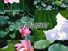 -上海共青森林公园