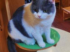 -MOCHA明星猫咖(田子坊店)