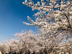 -顾村公园