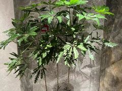 -弗劳尔花艺坊(龙涛店)