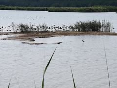 -大湾区中央湿地公园