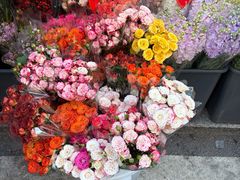 -溪岸路花鸟市场