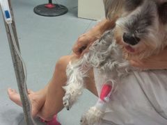 -严国平动物医院(德政总院)