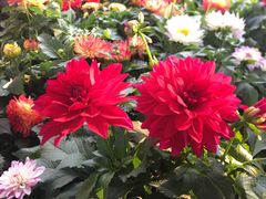 -深圳仙湖植物园