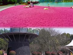 -上海鲜花港