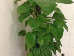 iphone_upload_pic-亮马河饭店翠雅咖啡厅