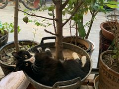 -新疆狼爷烤肉(宋庄店)