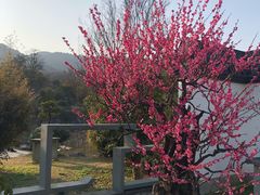 -杭州植物园
