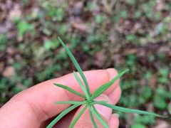 -珍记海鲜粥·海鲜粉