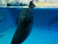 -海合安天津极地海洋公园