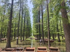 -渌洋湖湿地公园