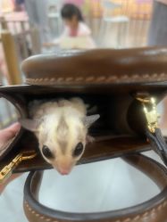 -Moni星球萌宠·小马宝莉·灵蛇·高端高阶全萌宠互动体验俱乐部(红豆国际广场店)