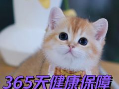 -欣宠猫屋·矮脚拿破仑·蓝金金渐层