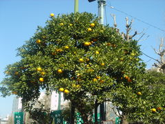 -合羽桥道具街(Kappabashi)
