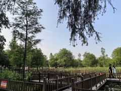 -五缘湾湿地公园