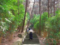 -铁山坪森林公园