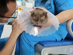-科道动物医院·急重症中心(万达院)