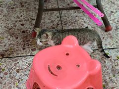 -成发鱼生