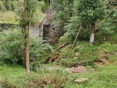 -都江堰中华大熊猫苑