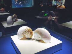 -贝壳王国博物馆