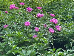 -洛阳市隋唐城遗址植物园