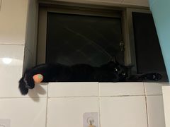 -瑞派·关忠动物医院·异宠专科·犬猫肿瘤·皮肤专科(望京店)