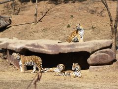 -沈阳森林动物园