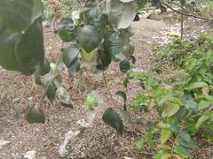 -天适樱花悠乐园