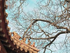 -桃花堤公园