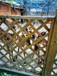 -萌宠亲子动物乐园(槐房万达店)