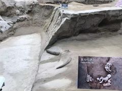 -金沙遗址博物馆