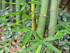 -成都大熊猫繁育研究基地