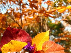 -国家植物园南园