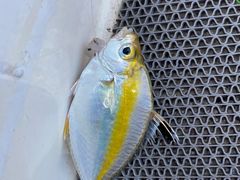 -小猫钓鱼海钓俱乐部(椰梦长廊店)