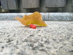 -重元寺香积厨素斋馆