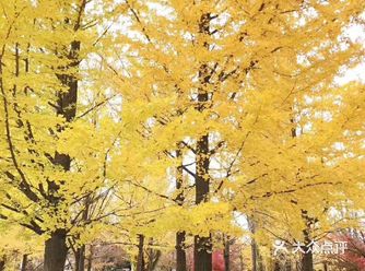 有人说日本在一年四季中，最美的季节就是秋天