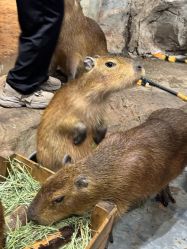 -Zoolung Zoolung动物主题公园(海信广场店)