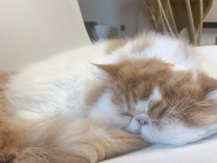 -More Fun猫咖 二十只万元加菲主题