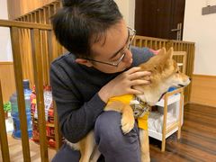 -豆柴町-柴犬主题狗咖(红鼎国际C座店)