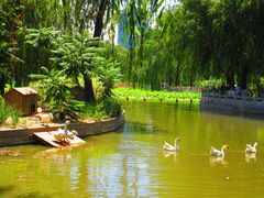 -莲花池公园