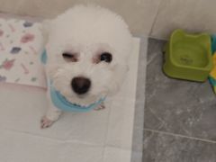 -芭比堂动物医院·CT·微创中心(新顺分院)