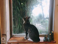 -海边的猫和咖啡馆