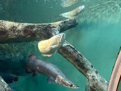 -上海海洋水族馆